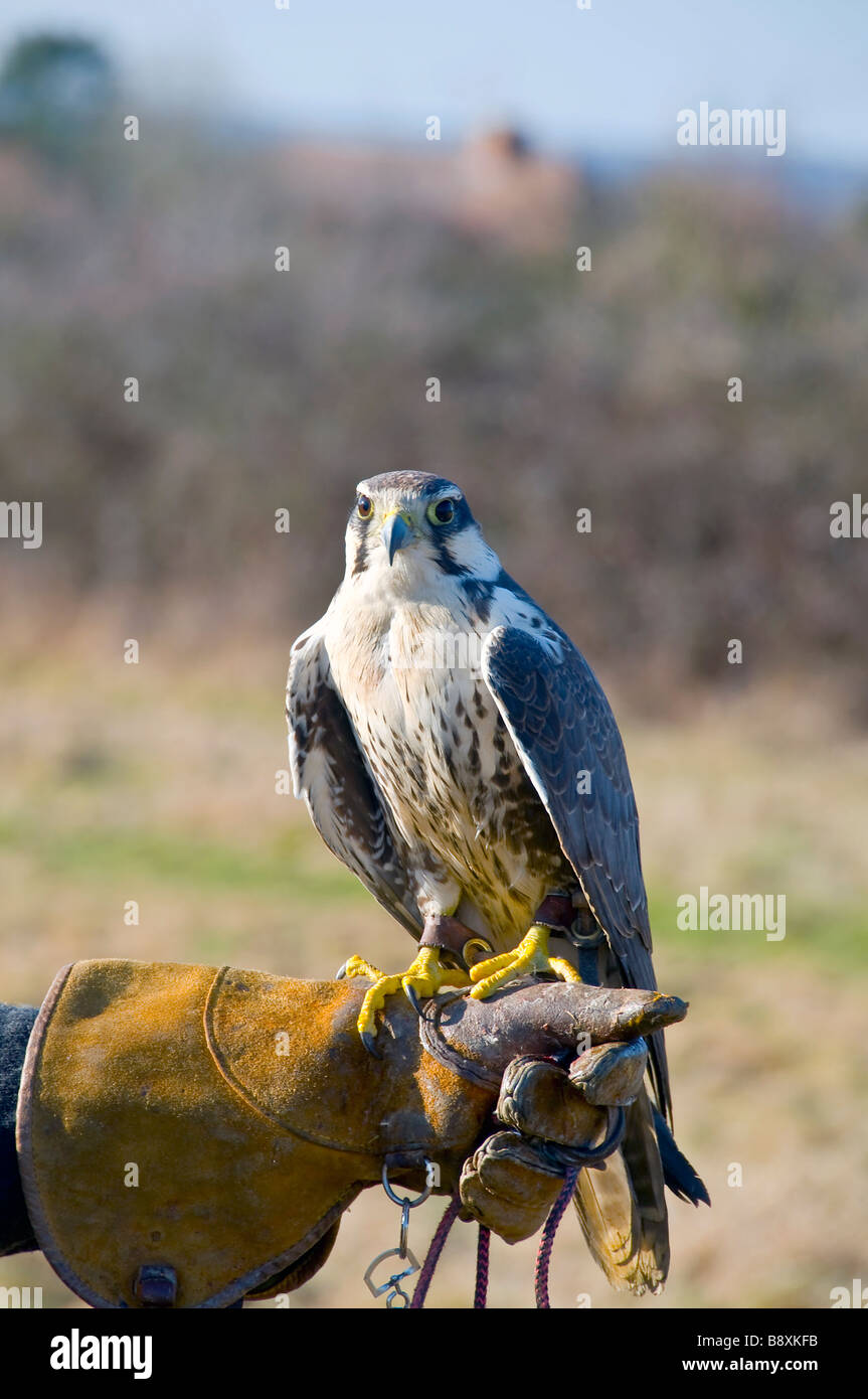 Falcon,bird of prey Stock Photo - Alamy