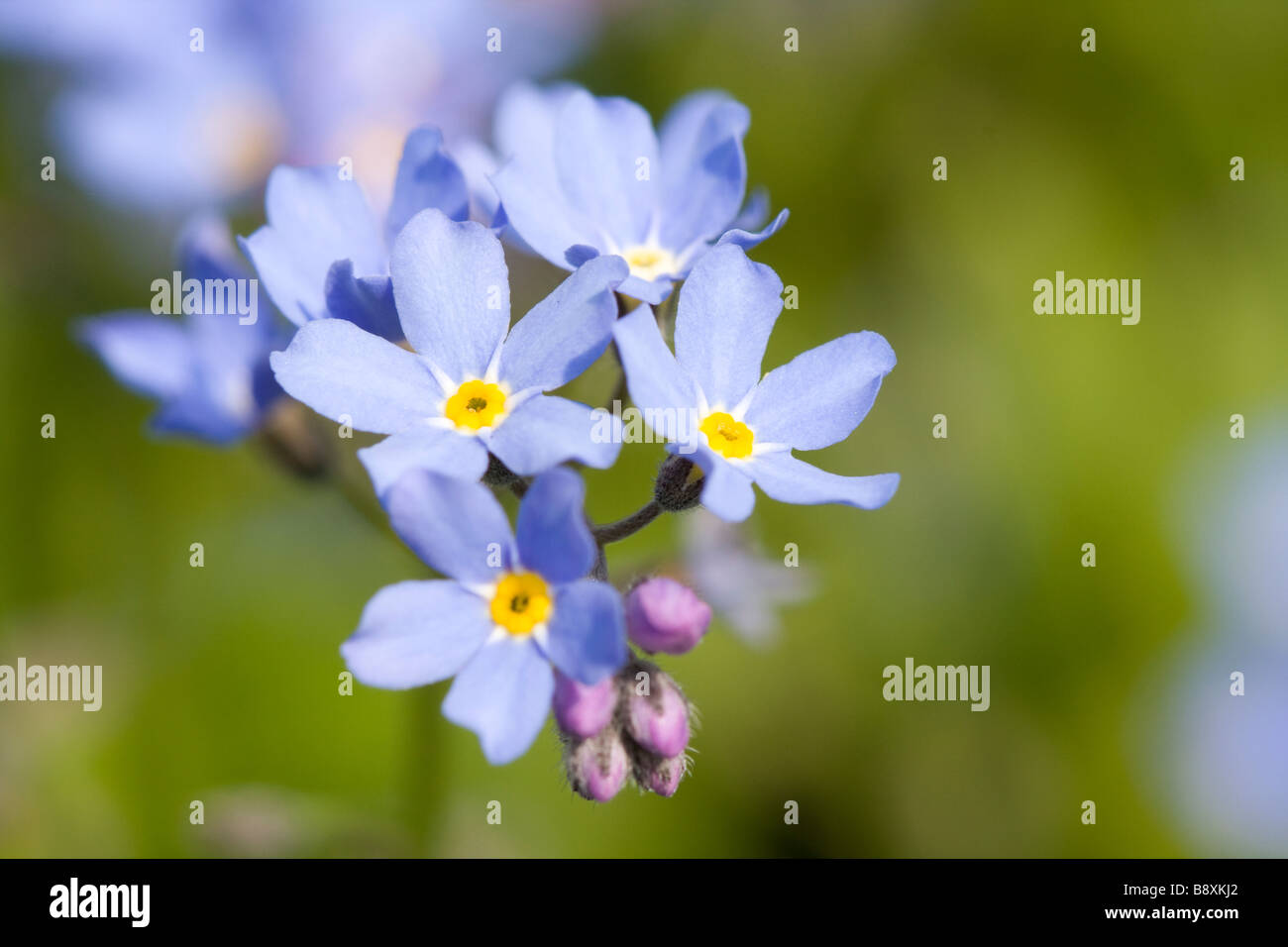Close up of Common Forget me not Myosotis arvensis flower, Worcestershire, England. Stock Photo