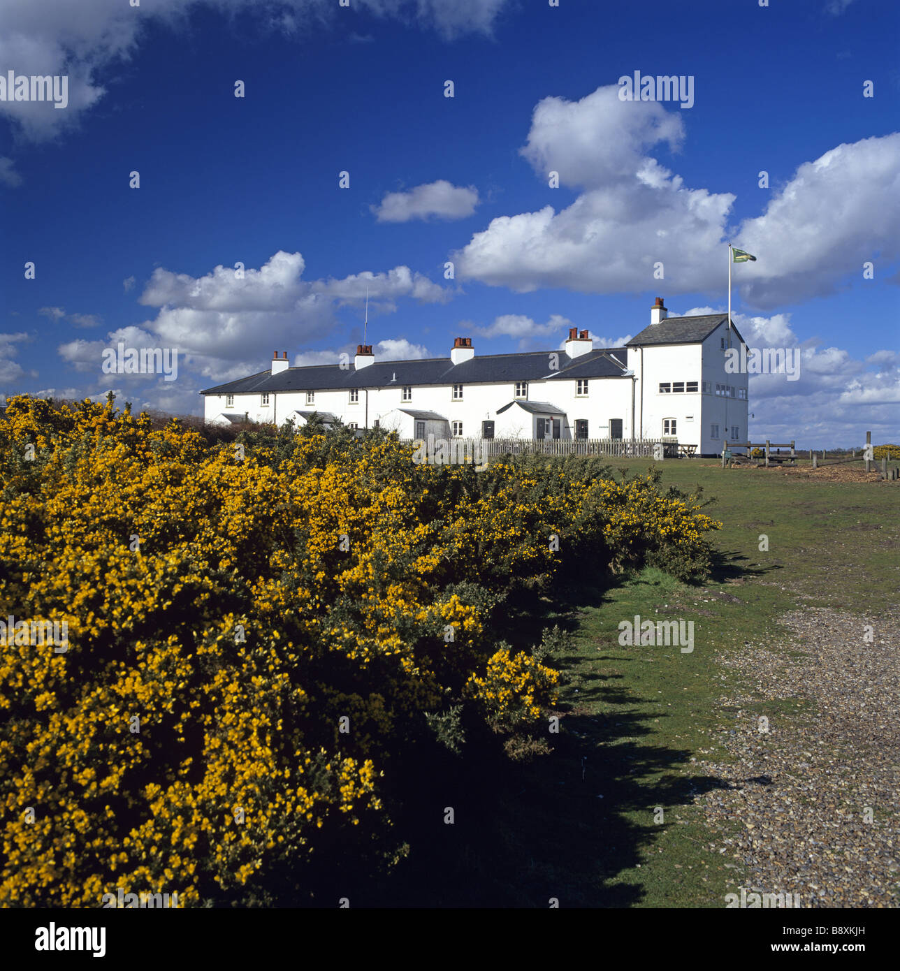 Dunwich heath gorse hires stock photography and images Alamy