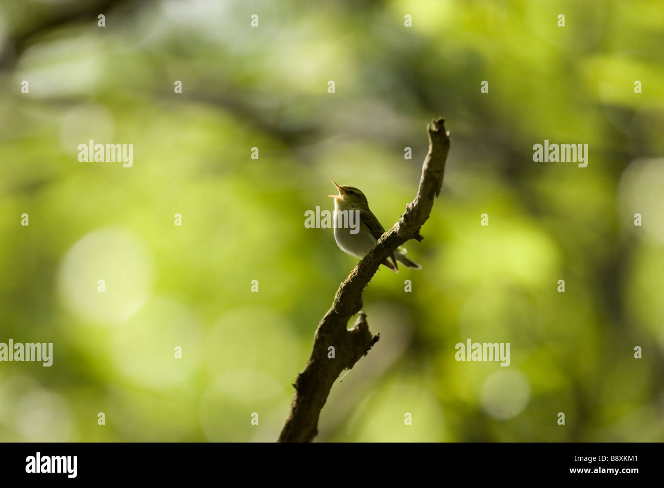 Wood Warbler Phylloscopus sibilatrix singing from branch in dense woodland, Malvern Hills, Worcestershire. Stock Photo