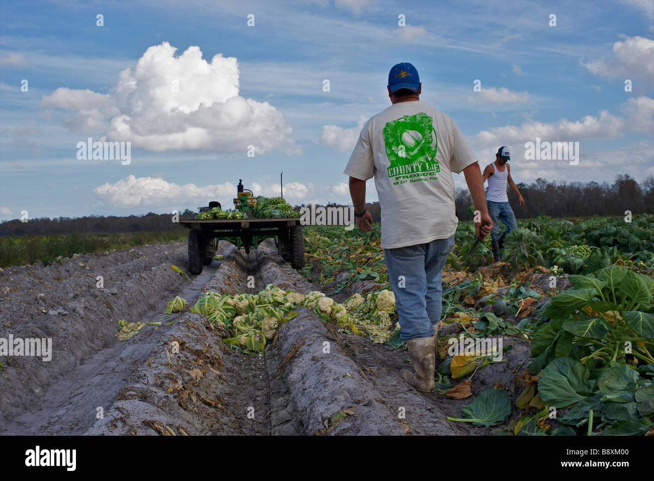 Harvesting brussels sprouts Florida USA Stock Photo Alamy