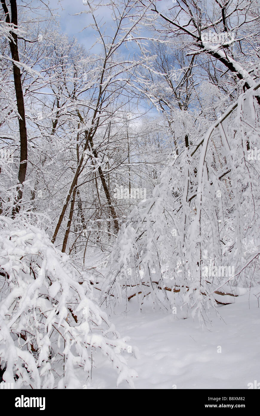 A picturesque forest scene after a major snowfall Stock Photo - Alamy