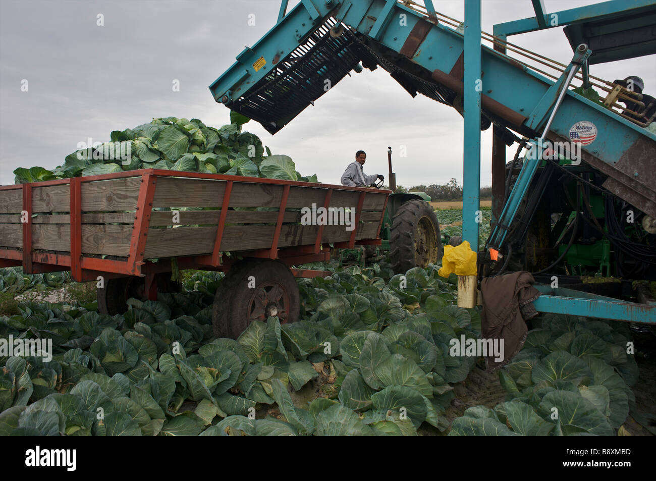 Harvesting cabbage Florida USA Stock Photo
