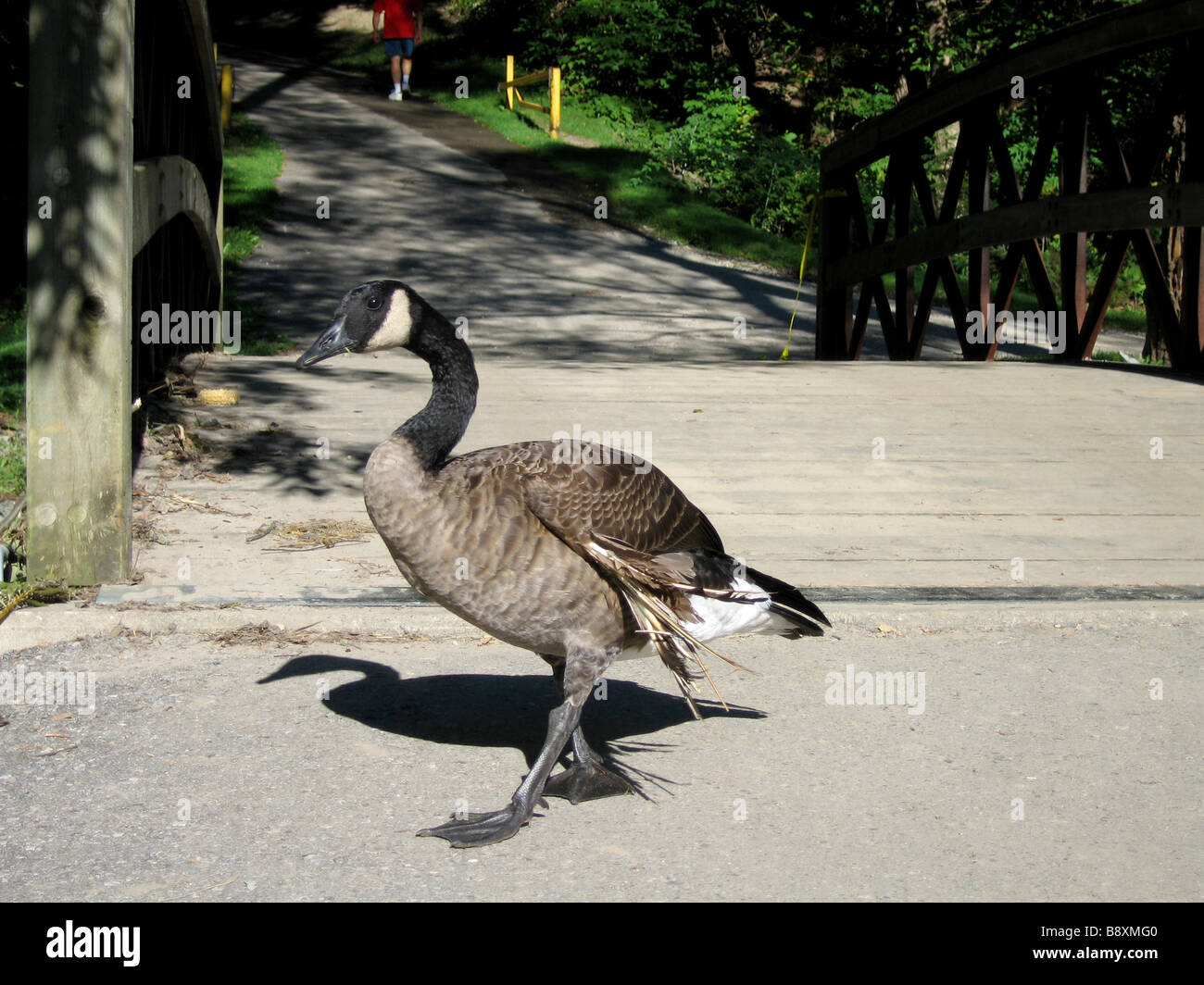 Injured goose injured bird hi res stock photography and images Alamy