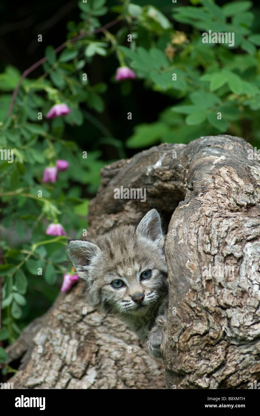 Bobcat kitten in log Felis rufus controlled conditions Stock Photo
