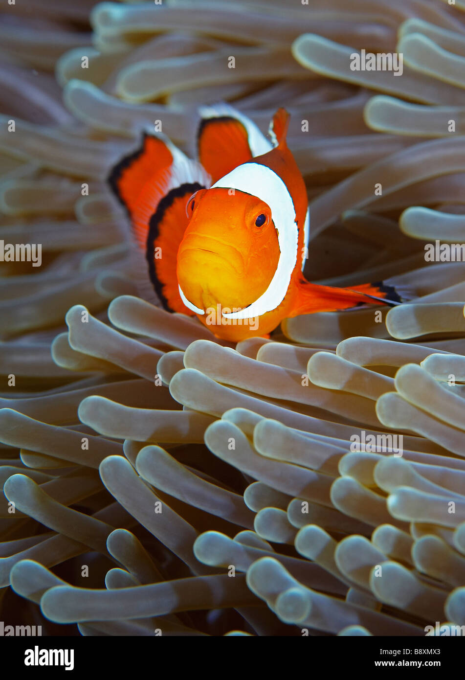 False Clown Anemonefish, Amphiprion ocellaris, Northern Sulawesi, Indonesia Stock Photo
