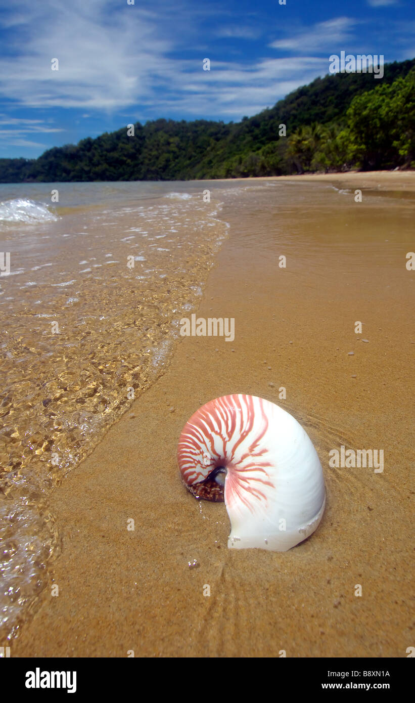 Nautilus shell washing ashore on wilderness beach in Daintree National Park, Queensland, Australia Stock Photo