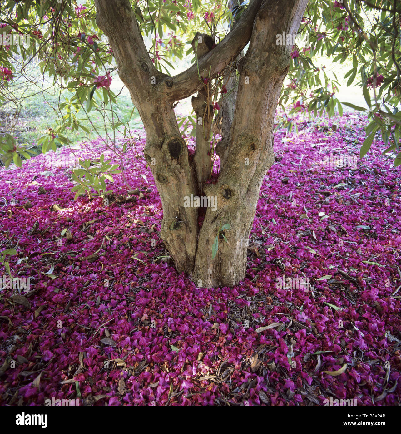 Flowers surrounding a bush in the Rhododendron Wood in Leith Hill Place