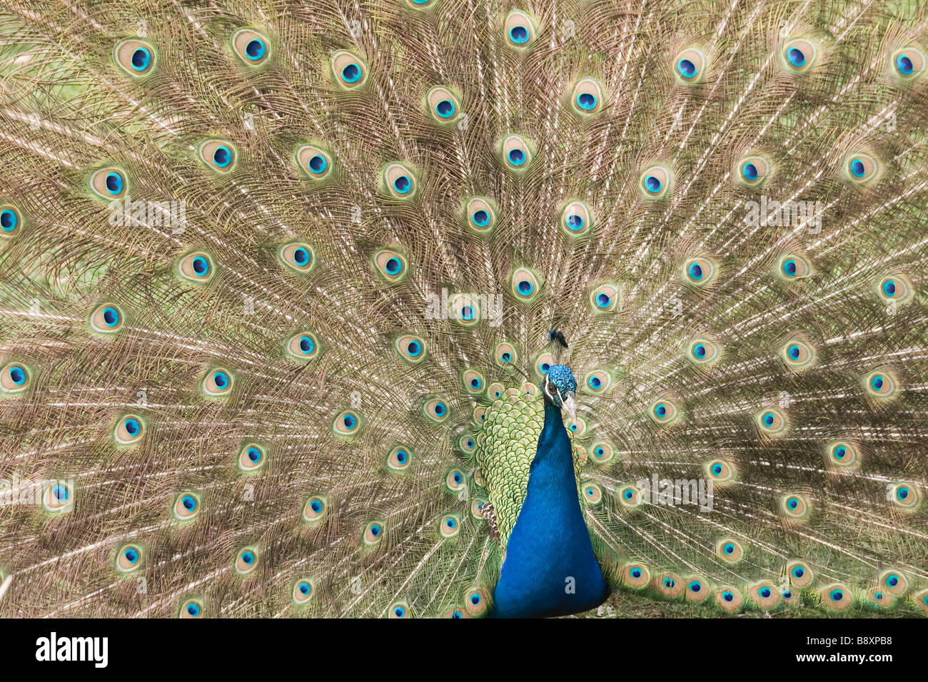 Male indian peacock hi-res stock photography and images - Alamy