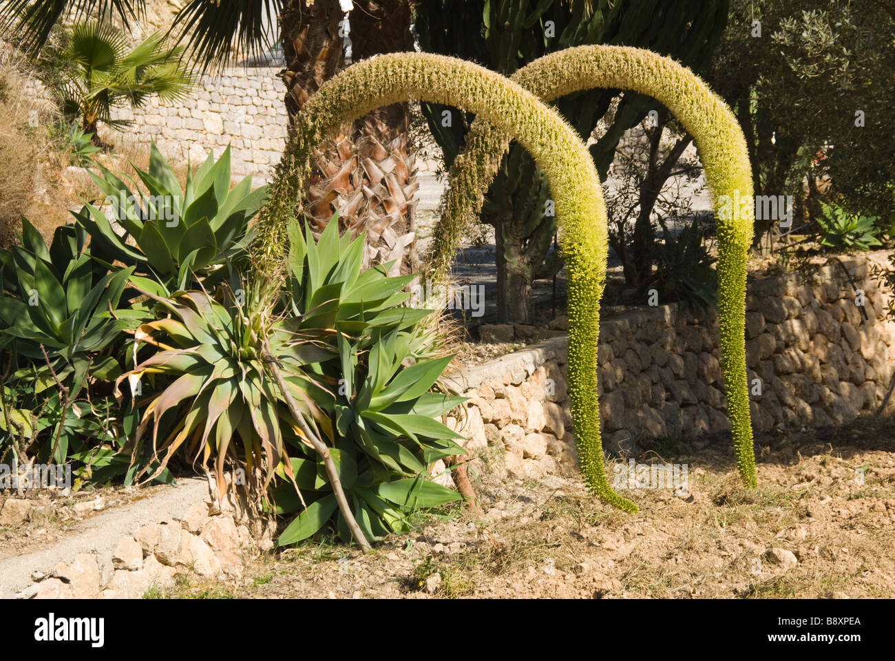 Fox tail agave (agave attenuata) with flower spike Stock Photo