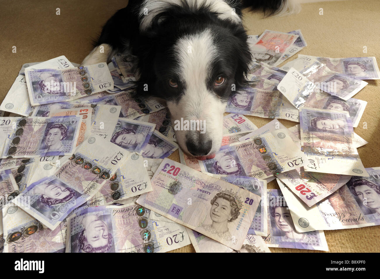Pet dog and loads of cash Stock Photo