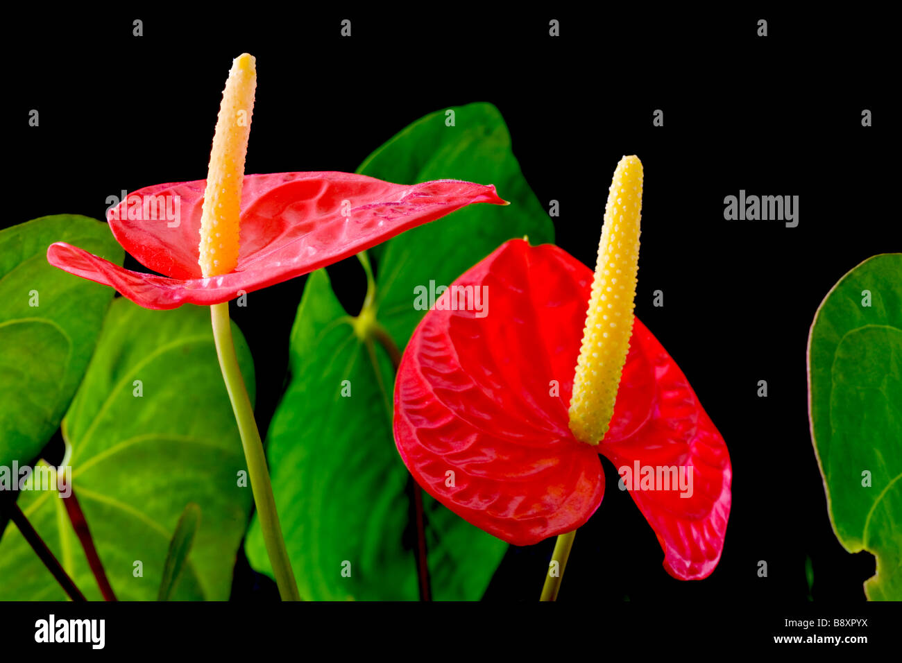 Anthurium, known as Flamingo Flower or Boy Flower Stock Photo Alamy