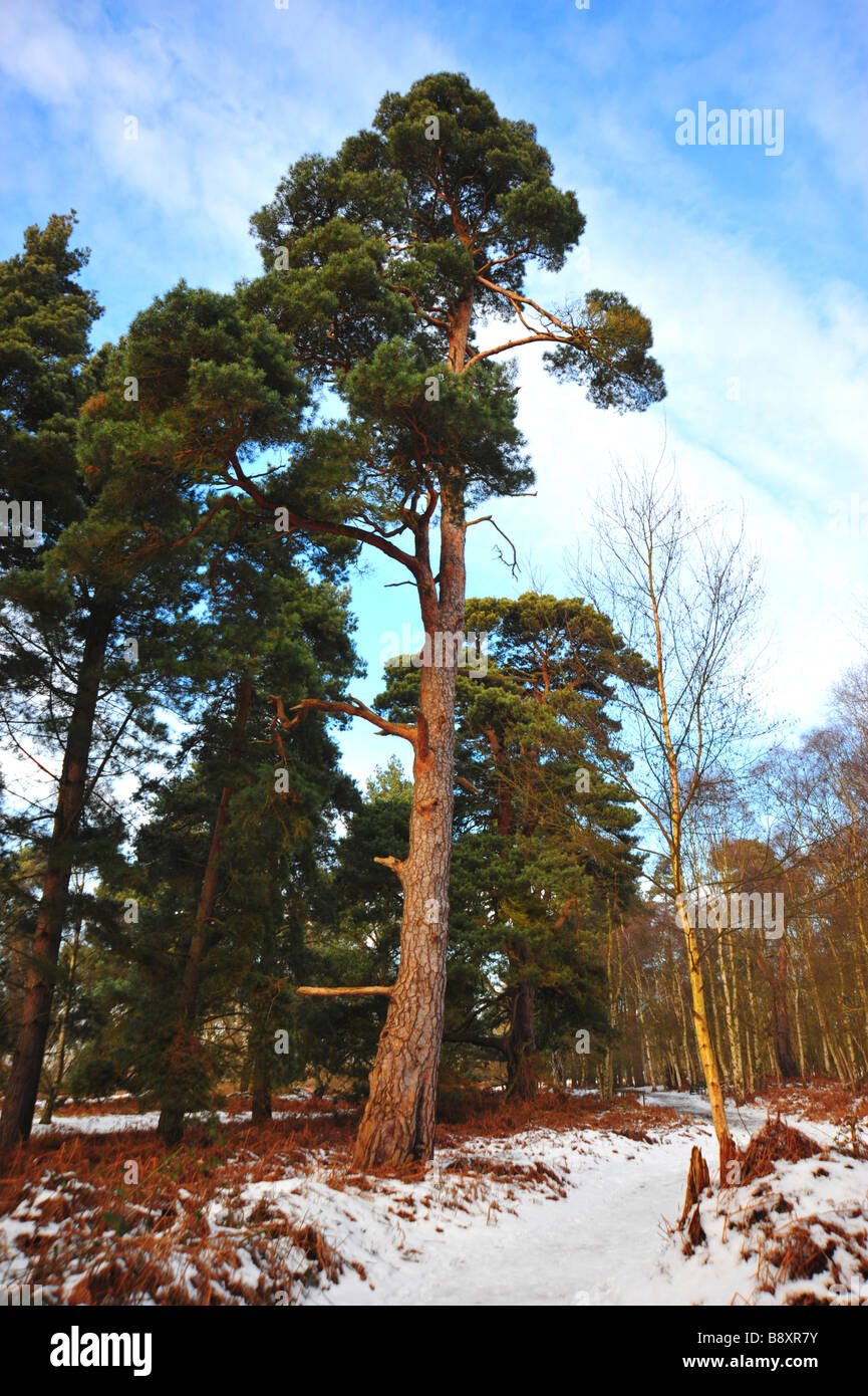 Evergreen tree snow hi-res stock photography and images - Alamy