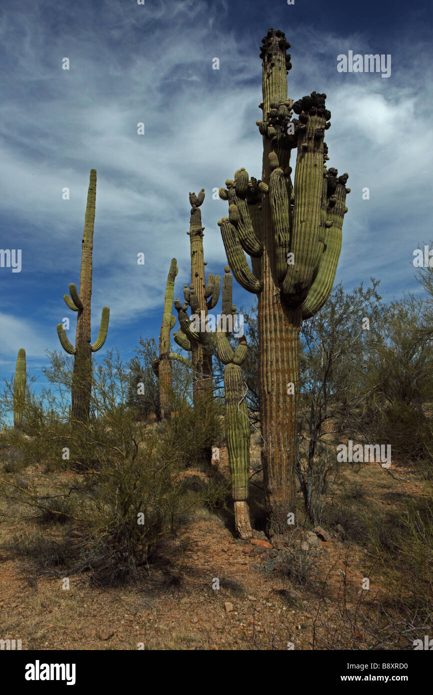Saguaro Cactus (Carnegiea gigantea) Unusual growth form -Sonoran Desert - Arizona Stock Photo
