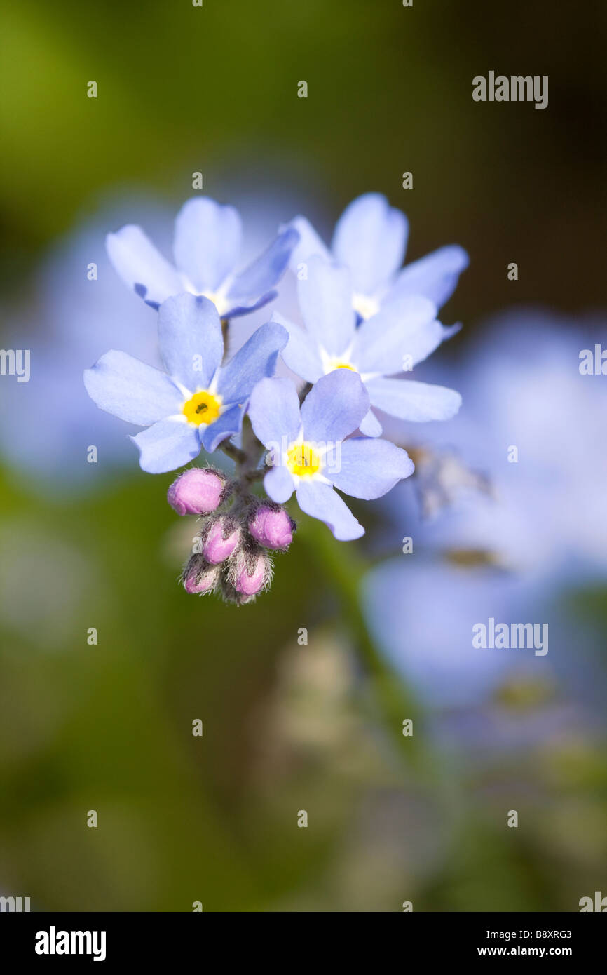 Close up of Common Forget me not Myosotis arvensis flower, Worcestershire, England. Stock Photo