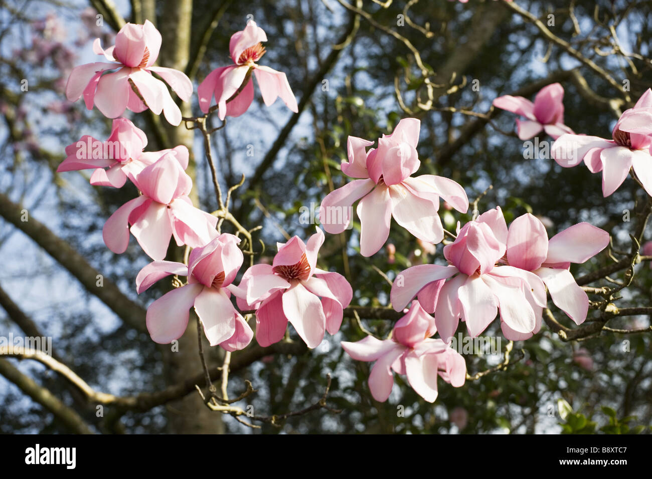 Magnolia campbellii Kew s Surprise in flower in spring in the garden at Lanydrock Cornwall Stock Photo