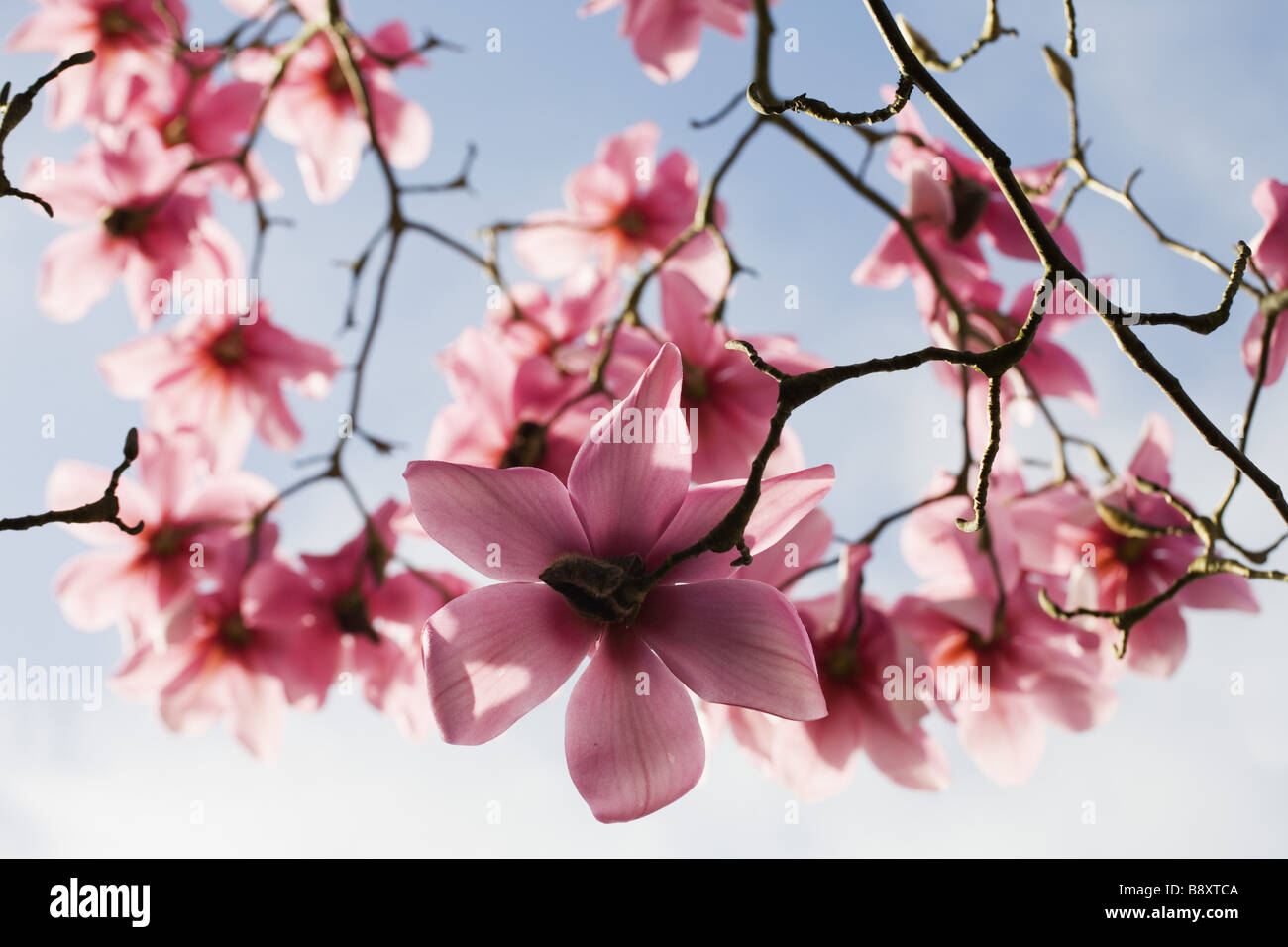 Magnolia campbellii Kew s Surprise in flower in spring in the garden at Lanydrock Cornwall Stock Photo