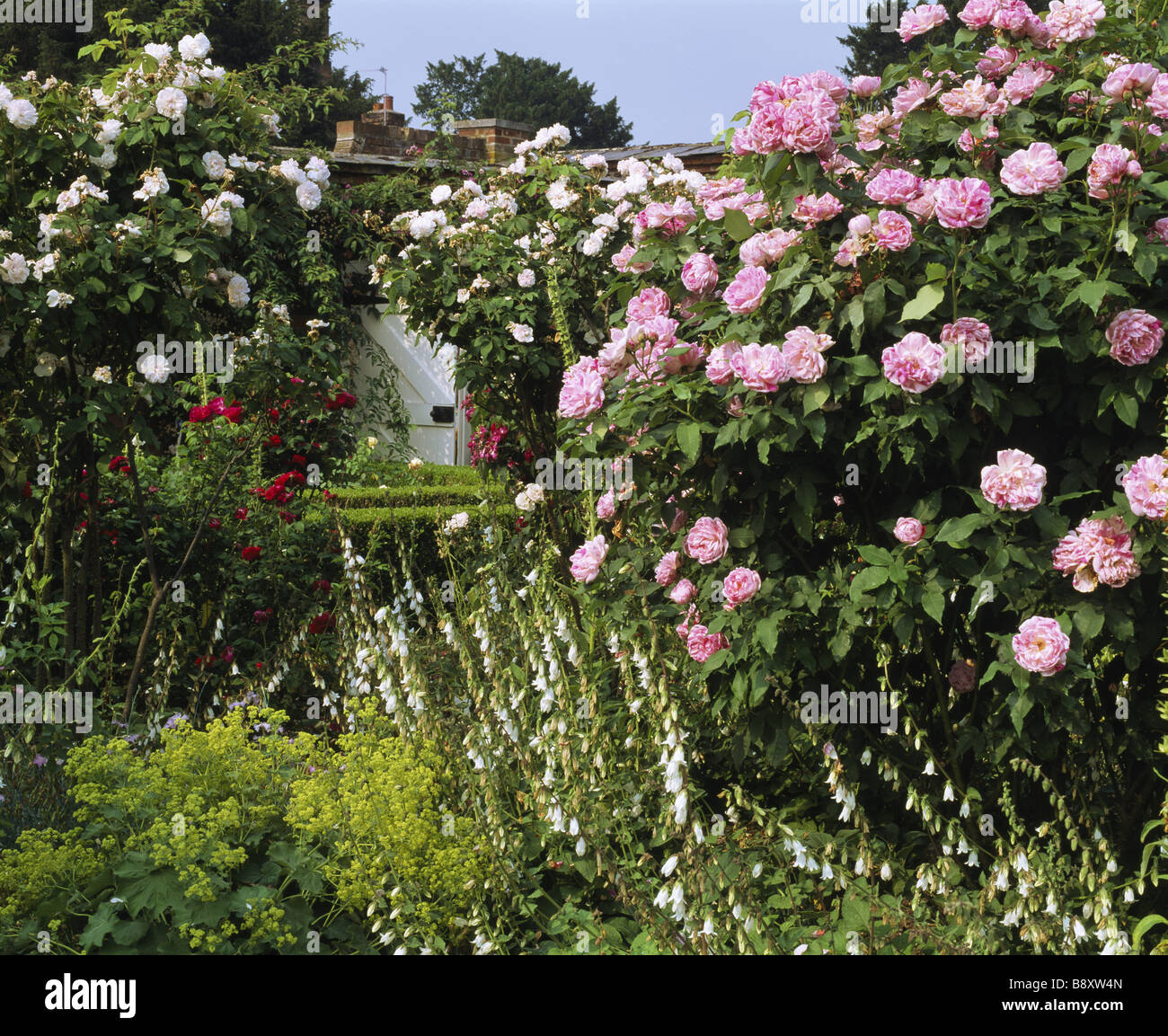 White and pink roses and white foxgloves at Mottisfont Abbey Stock Photo