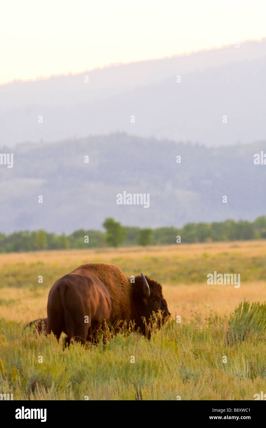 Lone, one male, bull Bison, buffalo in the field grazing. Antelope Flats, Jackson Hole Wyoming USA Stock Photo