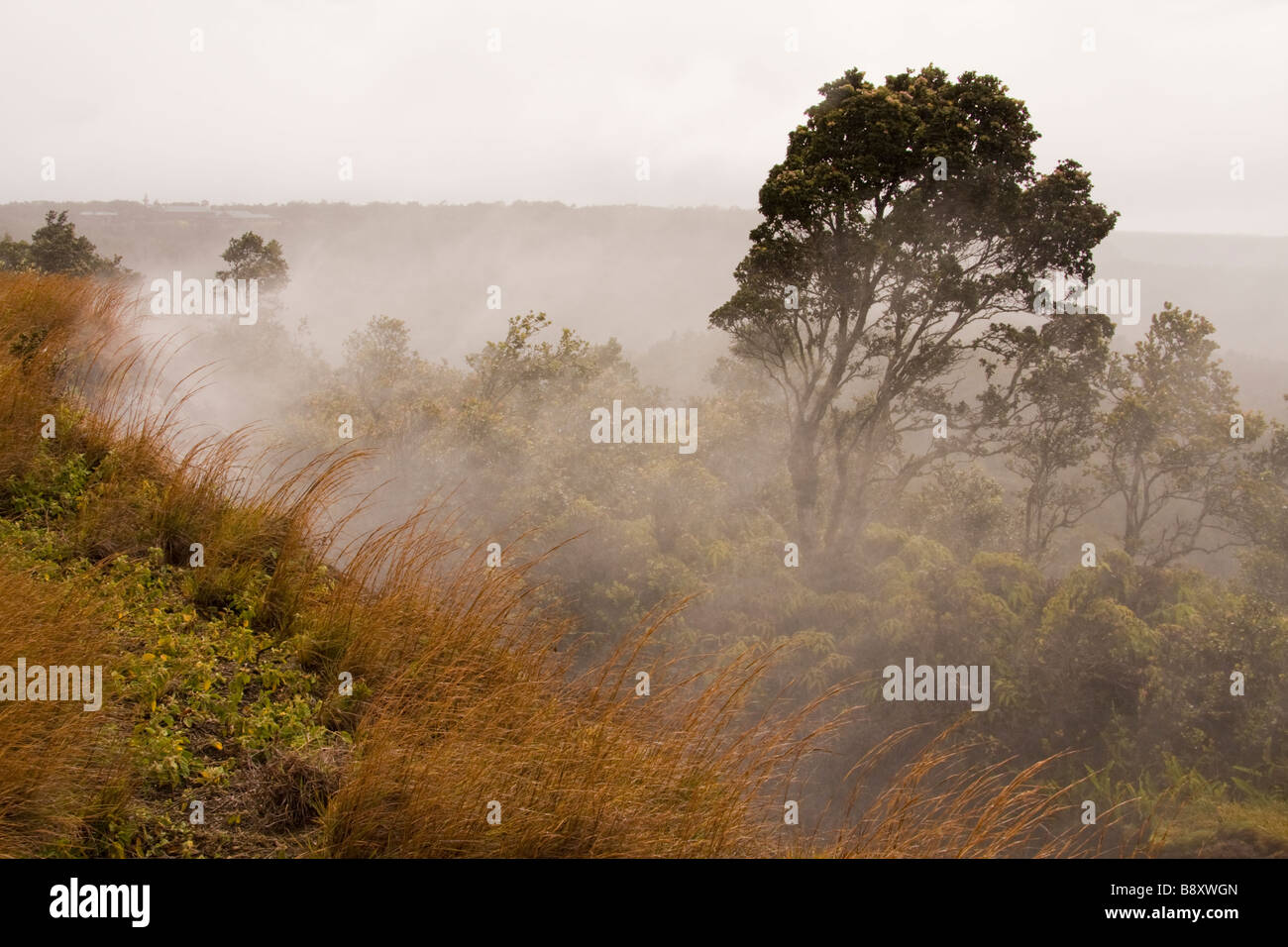Steaming Vents in Volcanoes National Park, Big Island, Hawaii, USA Stock Photo