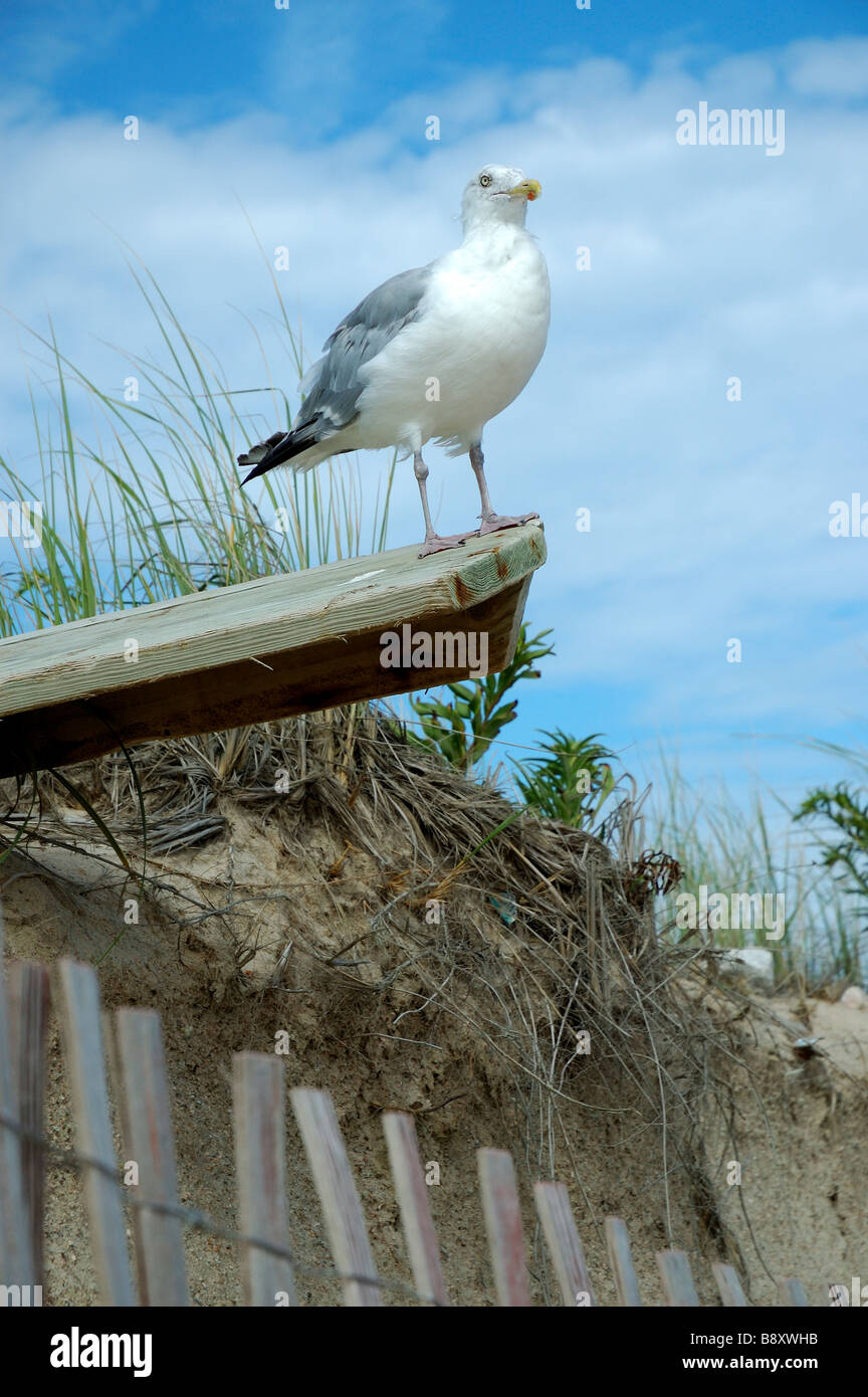Seagull at beach: Herring Gull larus argentatus perched on plank at beach with dune grass and fence Eastern US with copy space Stock Photo