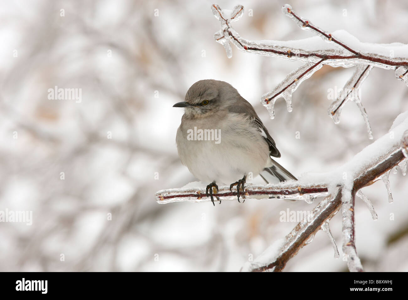Northern Mockingbird Perched on Ice Covered Branch Stock Photo