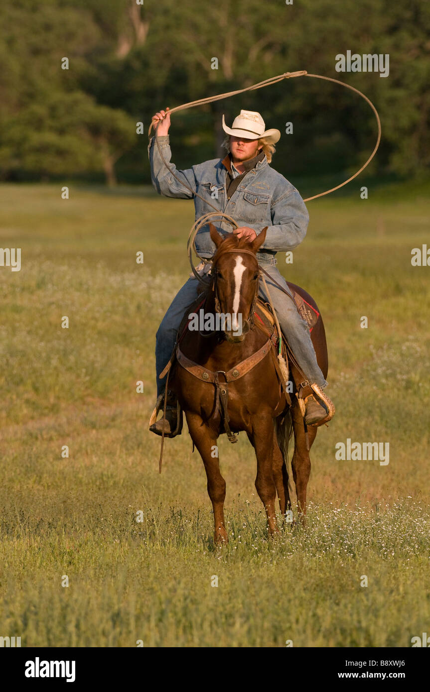 Working cowboy on horse with lasso Roy Branco Stock Photo