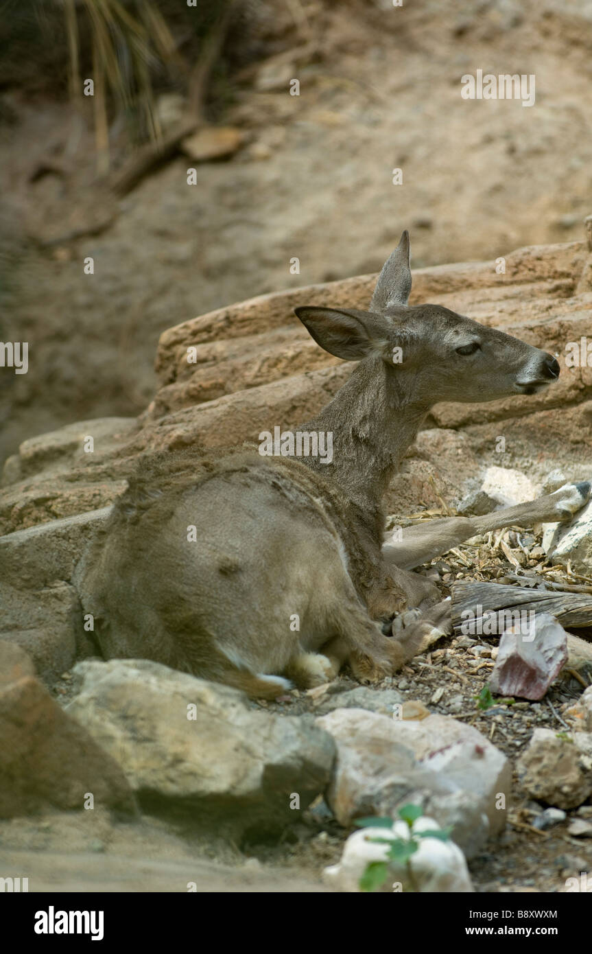 A Mule Deer relaxing in the Arizona Sun Stock Photo