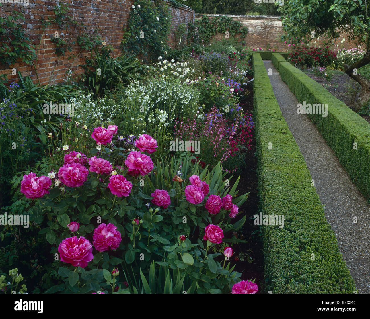 The Rose Garden at Mottisfont Abbey with rosa Paul Neyron a hybrid  perpetual rose in a summer border Stock Photo - Alamy
