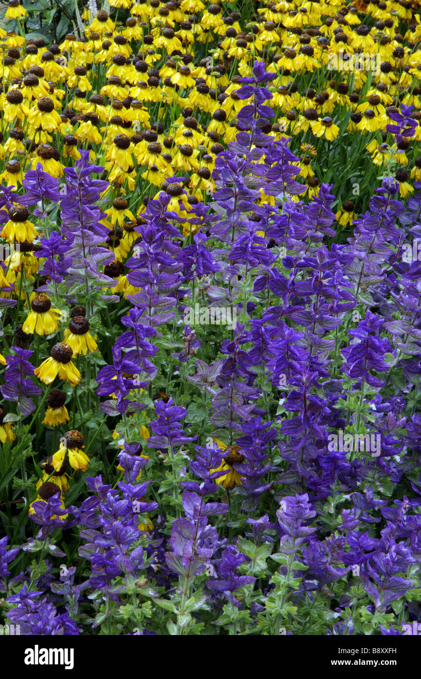 Salvia Marble Arch Blue and Helenium autumnale in the garden at Nymans in August Stock Photo