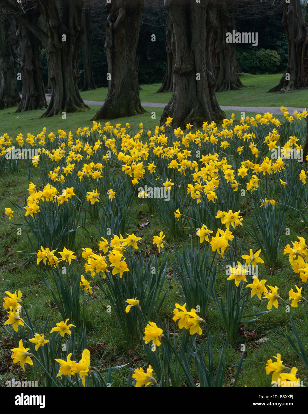 Daffodils under tree lined avenue Stock Photo Alamy
