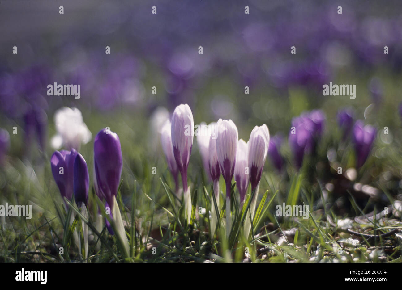 Close view of a group of purple and white winter flowering crocus in Nymans Gardens Stock Photo