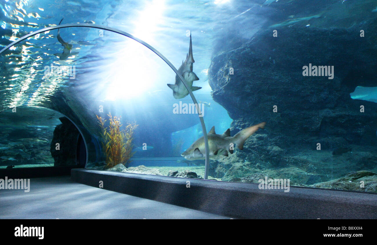 Tourist in big aquarium Stock Photo