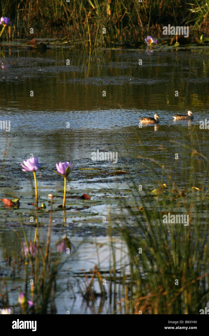 A pair of Australian Cotton Pygmy-Geese swim past a pair of purple lily pad flowers in a Queensland lagoon Stock Photo