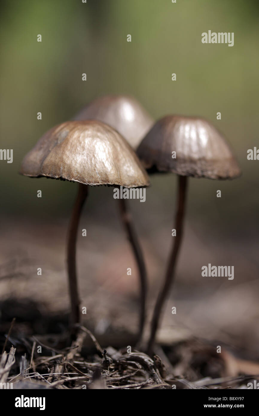 A small group of fungi native to Australia emerge after summer rainfall Stock Photo