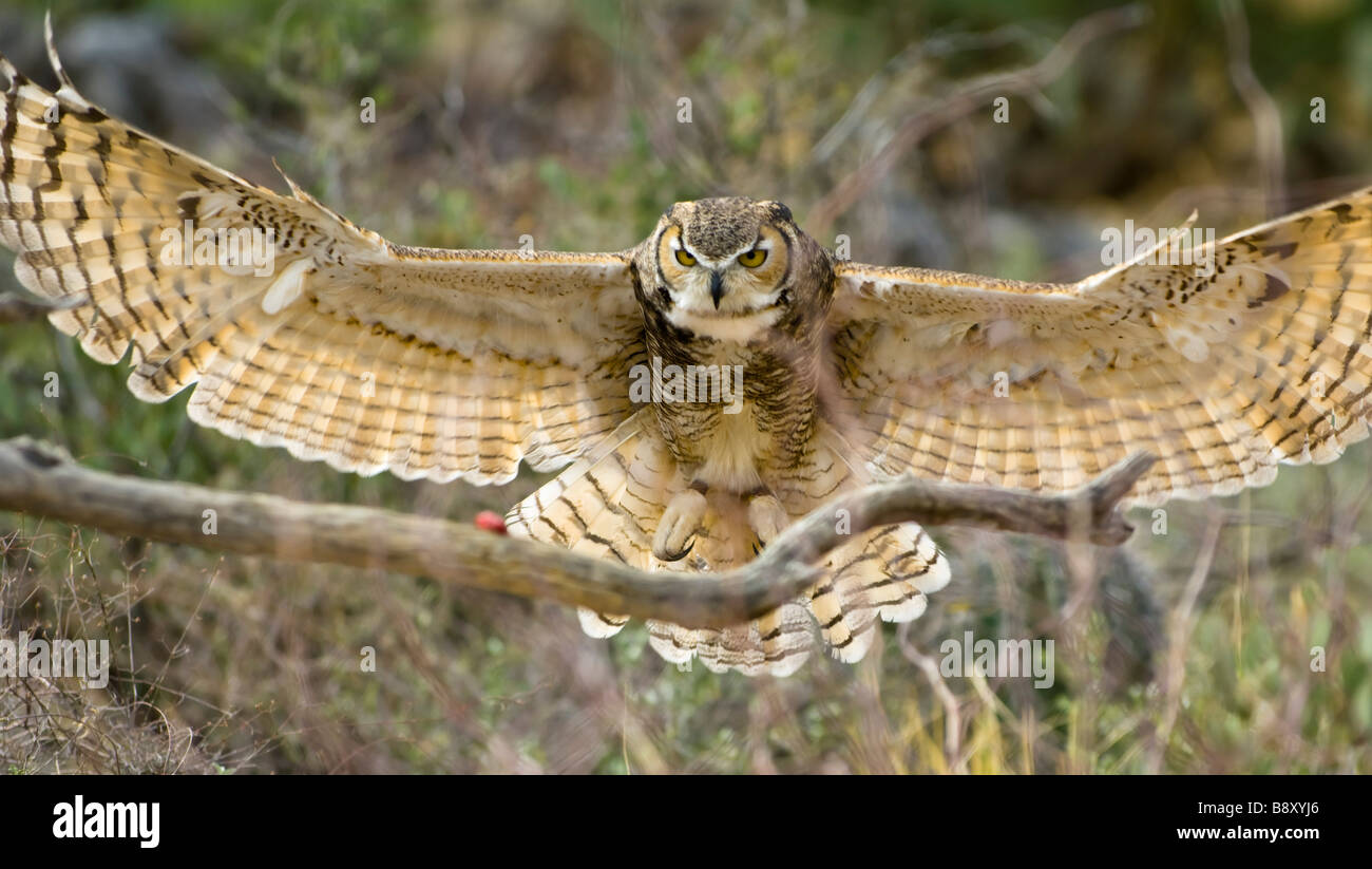 Owl spread wings hires stock photography and images Alamy