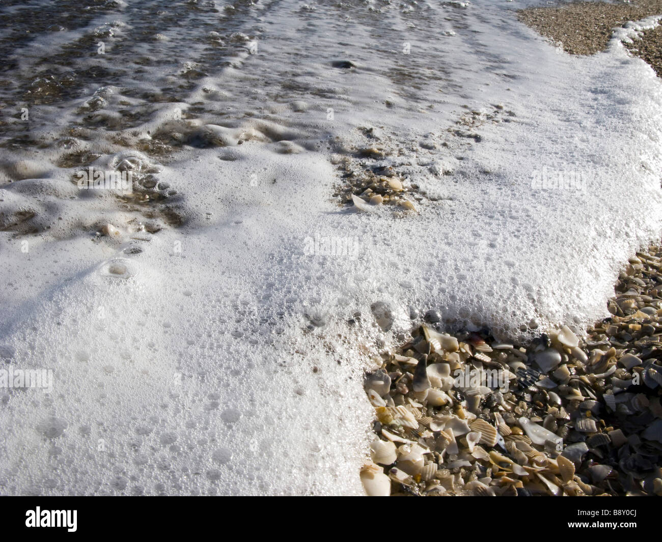 Shells with surf on the beach, Hampton Beach, Melbourne, Victoria ...