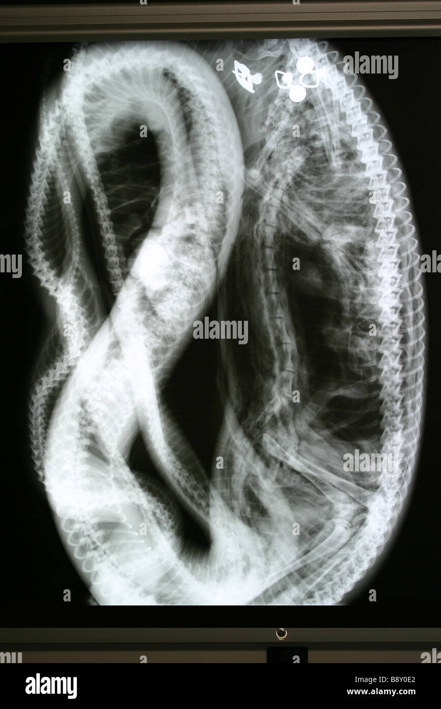 An X-Ray image of a domestic cat inside an Australian Carpet Python with the metal parts of the cat's collar clearly visible Stock Photo