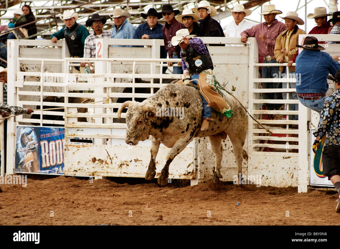 the bull riding event at a rodeo in Arizona Stock Photo - Alamy