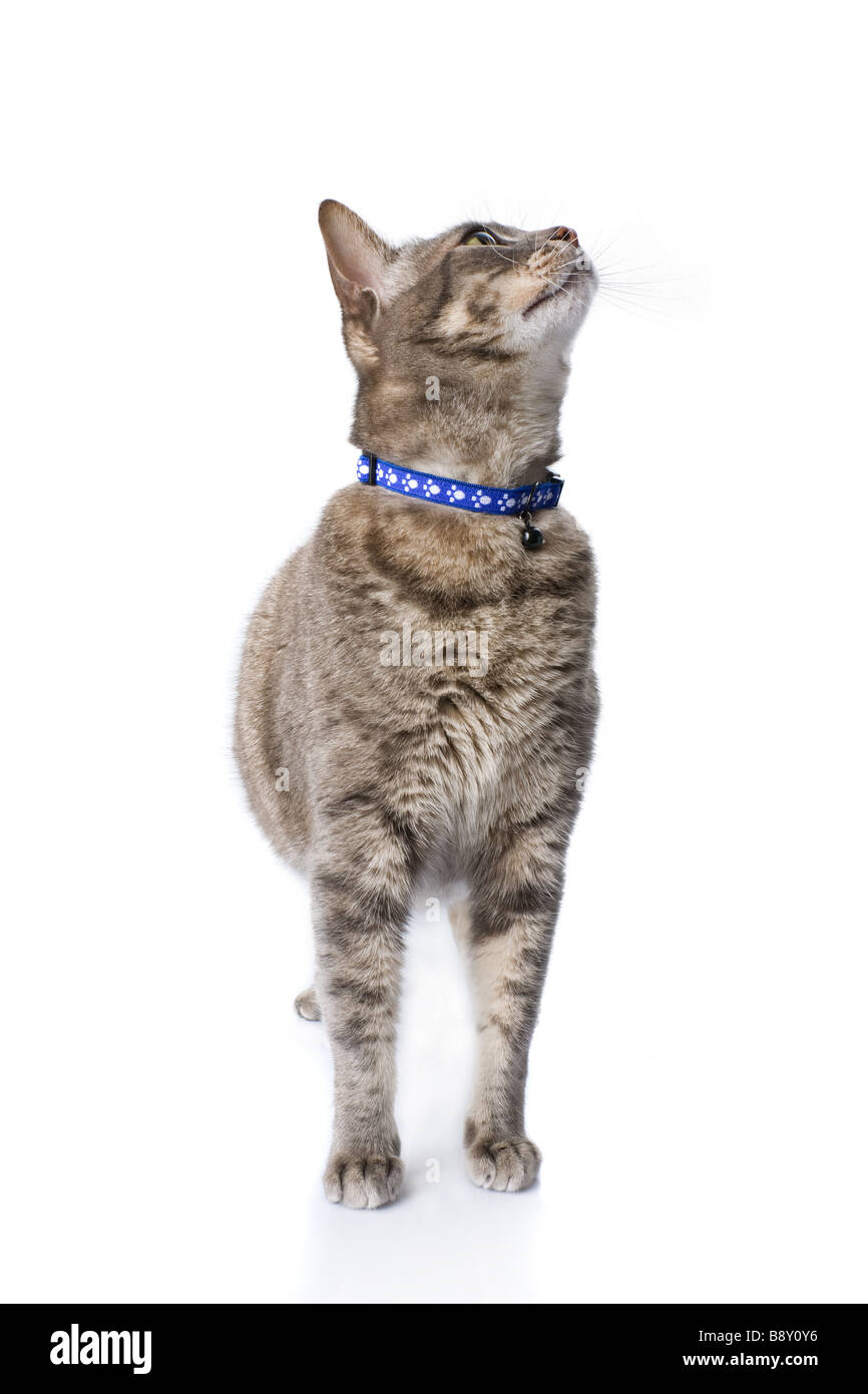 Tabby cat looking up isolated on white Stock Photo