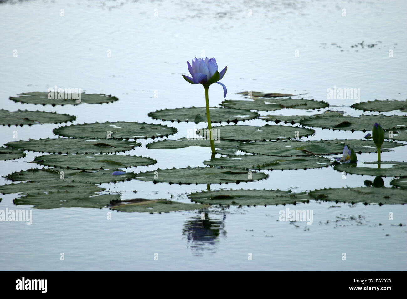 A single lily flower surrounded by lily pads from the coast of central Queensland, Australia Stock Photo