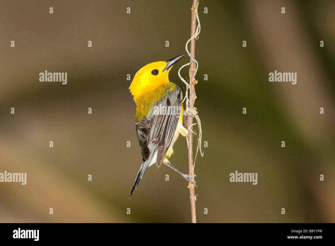 Close-up of a Prothonotary warbler (Protonotaria citrea) perching on a branch Stock Photo