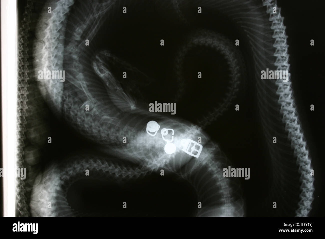 An X-Ray image of an Australian Carpet Python after consuming a domestic cat wearing a collar Stock Photo