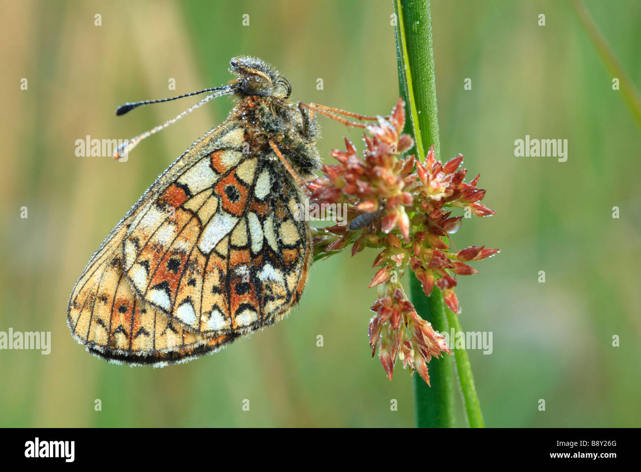 Small Pearl bordered Fritillary Butterfly (Boloria selene). Covered in dew in the early morning, Powys, Wales, UK. Stock Photo