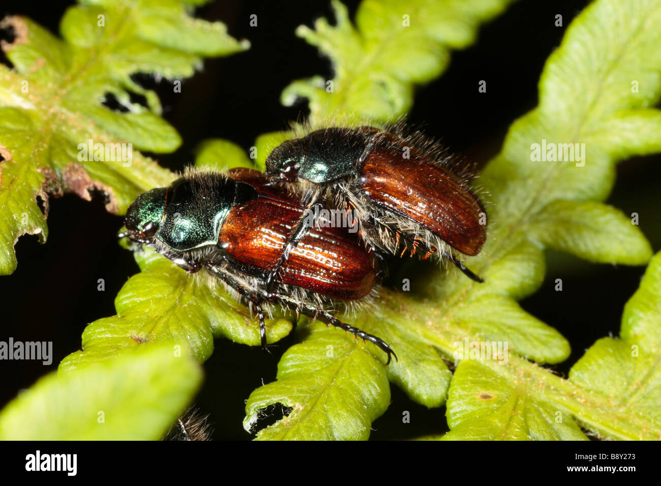 Mating Garden Chafer beetles (Phyllopertha horticola) on a braken frond. Powys, Wales. Stock Photo