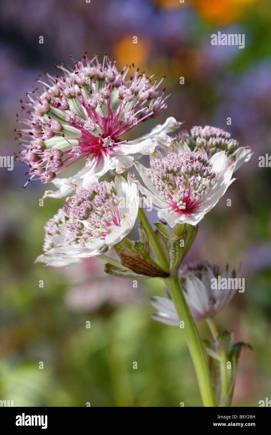 Flowers of Masterwort (Astrantia major). Garden plant. Powys, Wales. Stock Photo