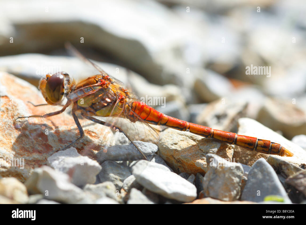 Male Common Darter Dragonfly (Sympetrum striolatum) basking on rocks. Powys, Wales, UK. Stock Photo