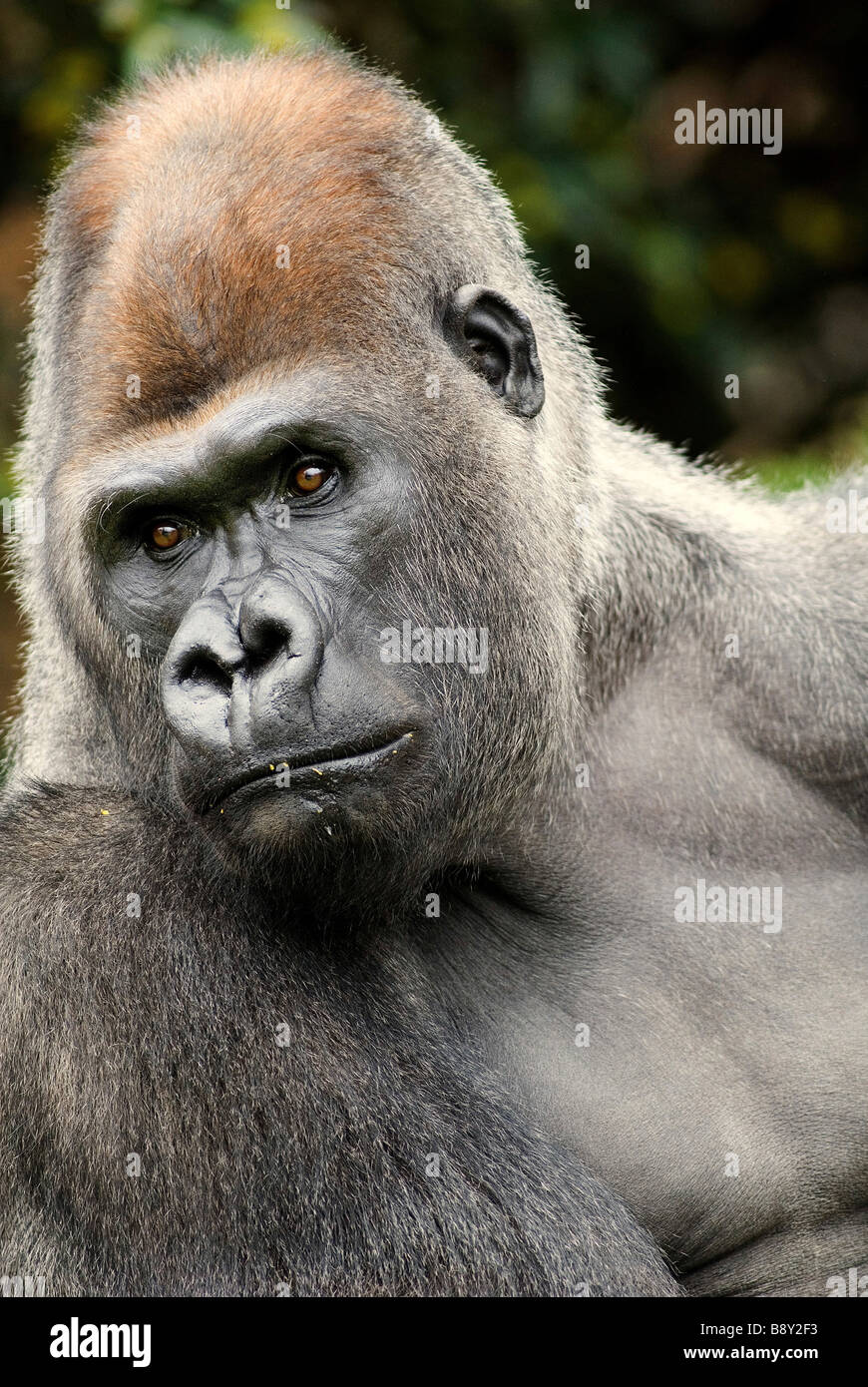 Close-up of a male Silverback gorilla (Gorilla gorilla gorilla Stock ...