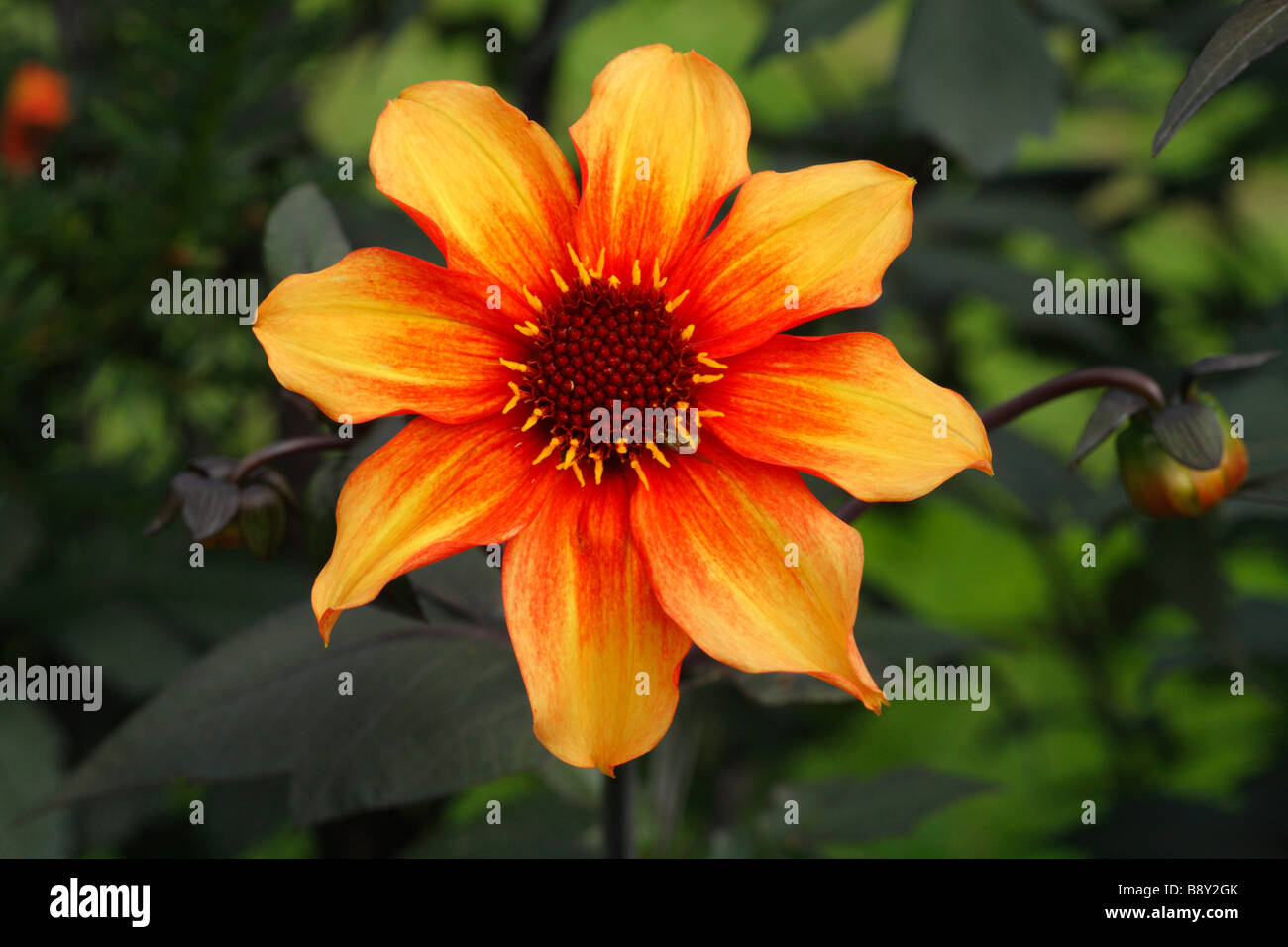 Single flowered dahlia hires stock photography and images Alamy