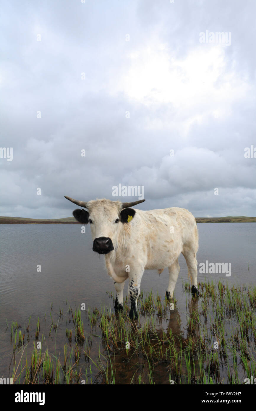 Welsh White Bullock a rare breed of domestic cattle. Standing at the edge of Glaslyn a mountain lake in Powys Wales. Stock Photo